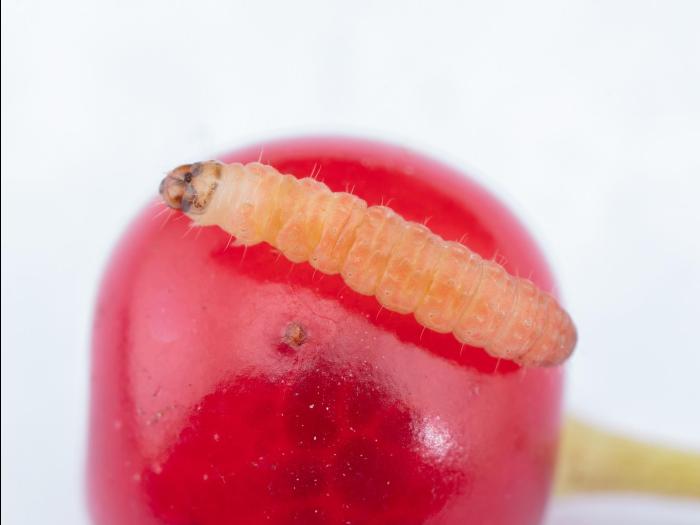 Noctuelle des cerises (Grapholita packardi)_2