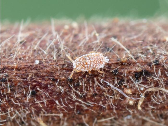 Lécanie de la vigne (Parthenolecanium corni)_7