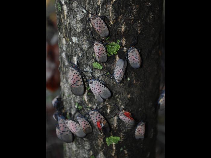 Fulgore  tacheté (Lycorma delicatula)_5