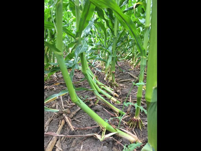 Maïs sucré - Chrysomèle des racines du maïs de l'ouest (Diabrotica virgifera virgifera)_6