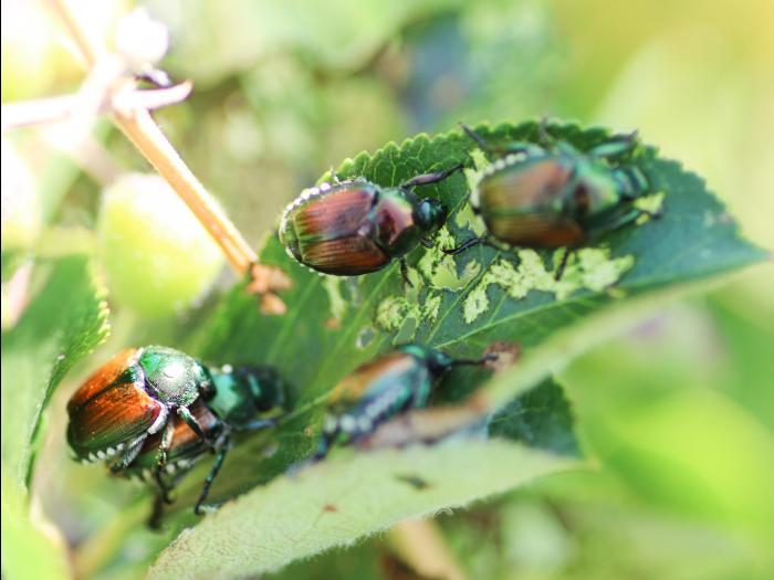 Aronie à fruits noirs - Scarabée japonais (Popillia japonica)_3