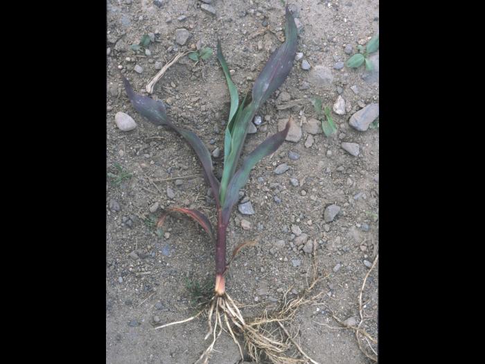 Maïs grain et fourrager - Température basse de l'air (froid)