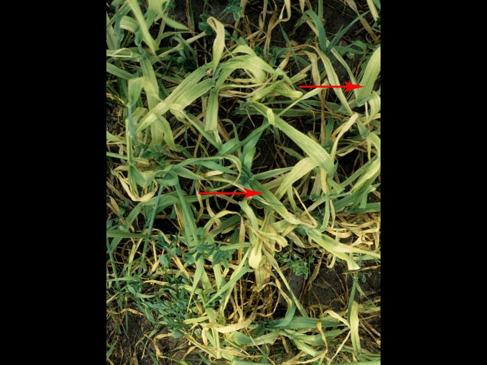 Orge - Carence en manganèse