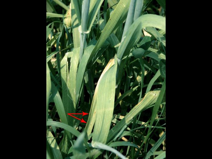 Orge - Carence en manganèse