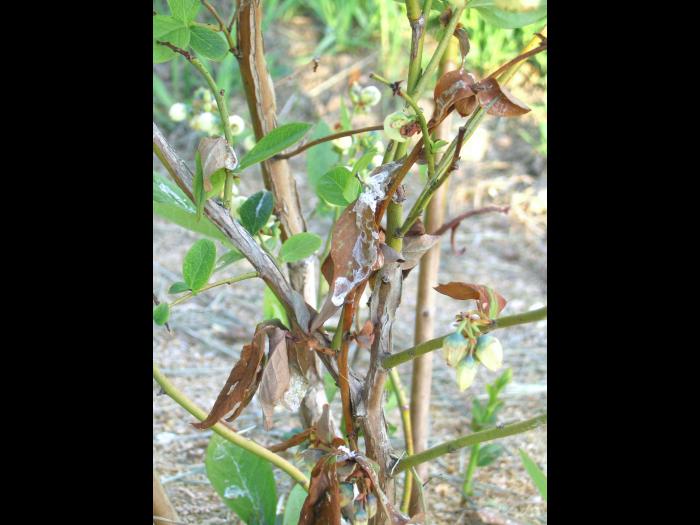 Bleuet en corymbe - Excès de fertilisation