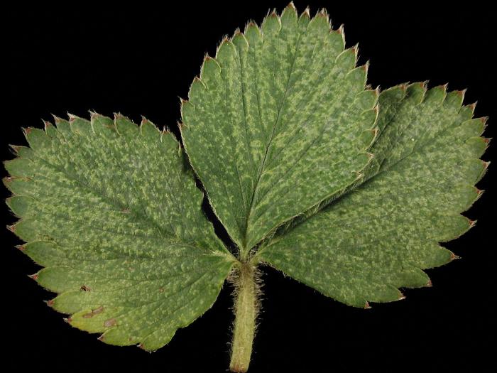 Fraise - Température élevée et ensoleillement intense