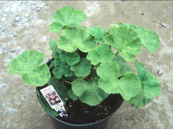 Géraniums - pH bas (acide)_3