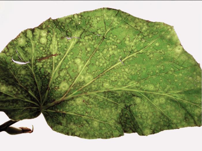 Bégonias - Potyvirus (groupe)