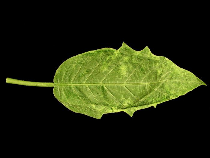 Brugmansias - Potyvirus (groupe)