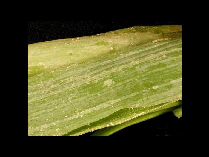 Oignon sec - Intumescence (oedème)