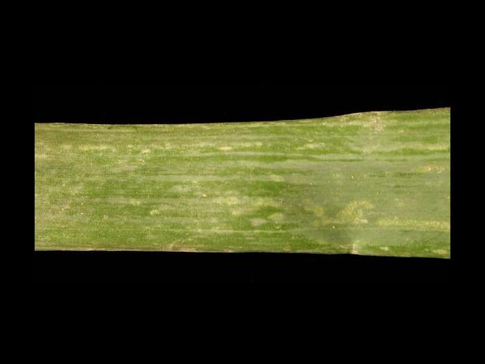 Oignon sec - Intumescence (oedème)