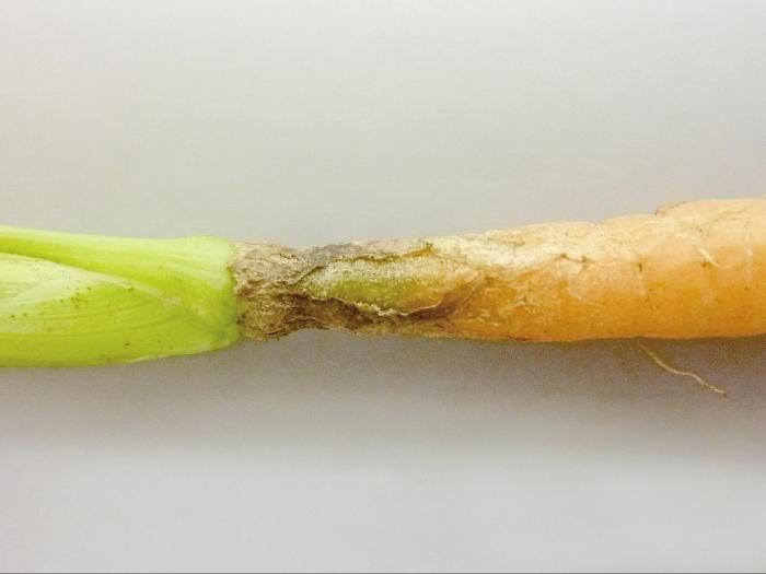 Carotte - Chancre de chaleur