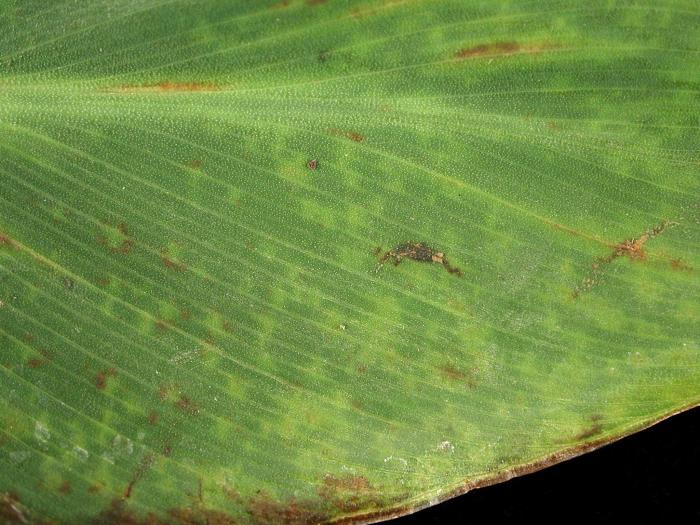 Cannas - Potyvirus (groupe)