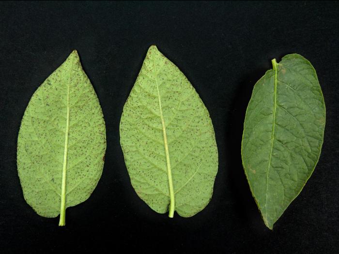 Pomme de terre - Intumescence (oedème)