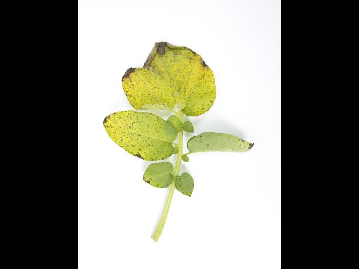 Pomme de terre - Polluant gazeux