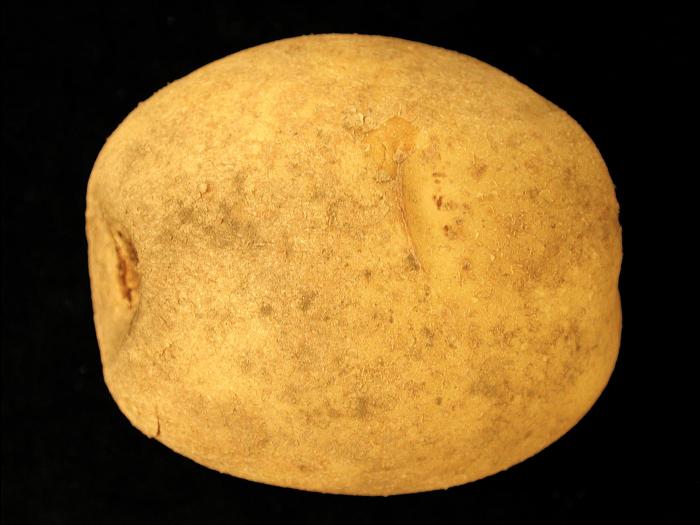 Pomme de terre - Défanage trop rapide