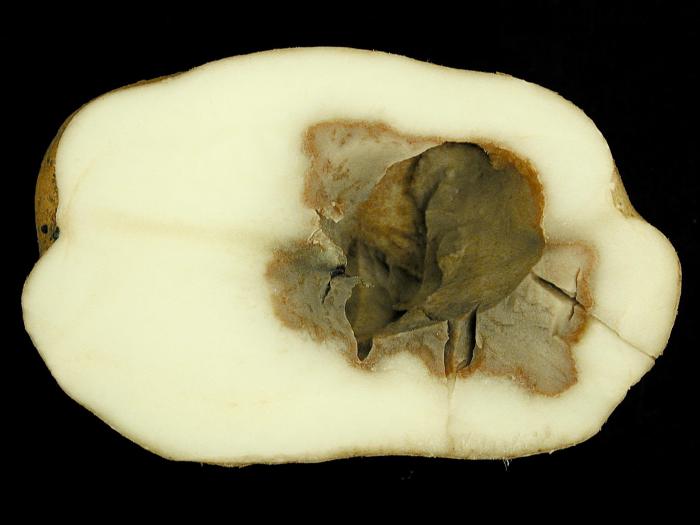 Pomme de terre - Coeur noir