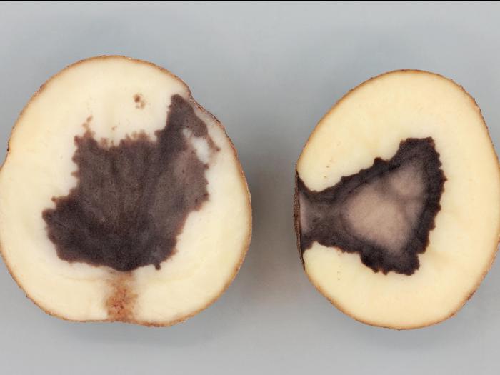 Pomme de terre - Coeur noir