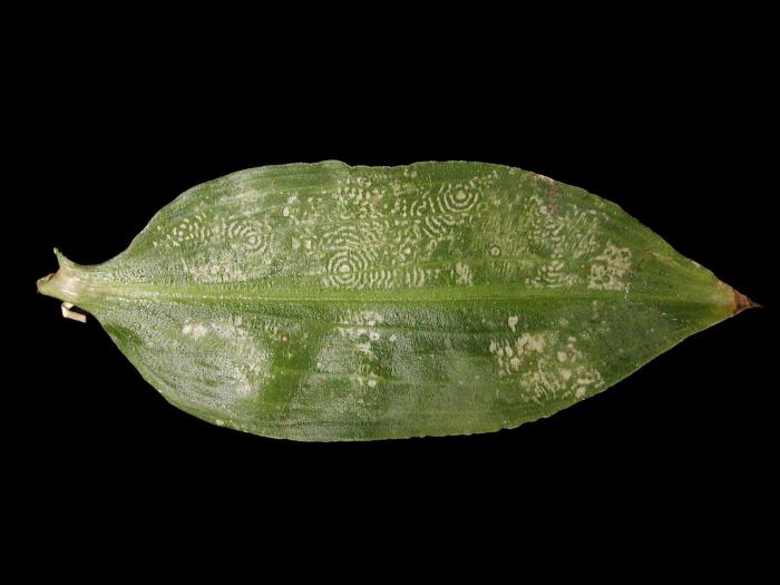 Aneilema - Virus du bruissement du tabac (TRV)