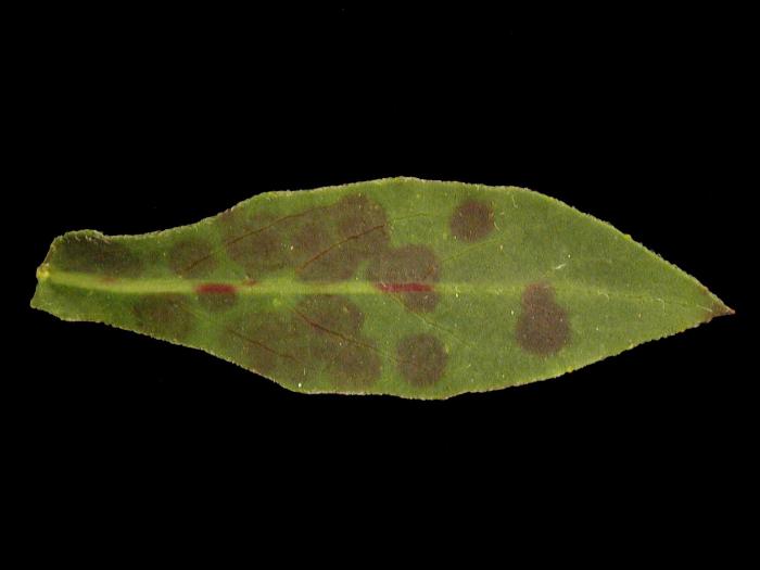 Gauras - Problème variétal