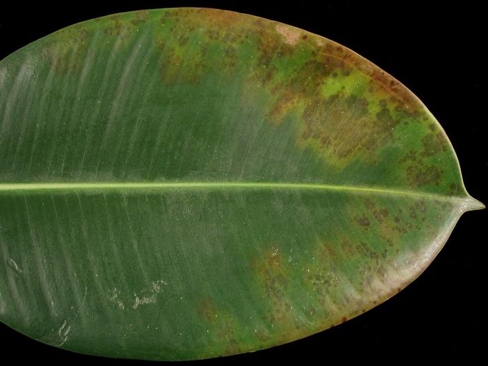 Figuiers - Intumescence (oedème)