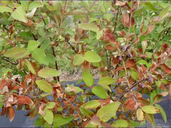 Camerise - Gel printanier