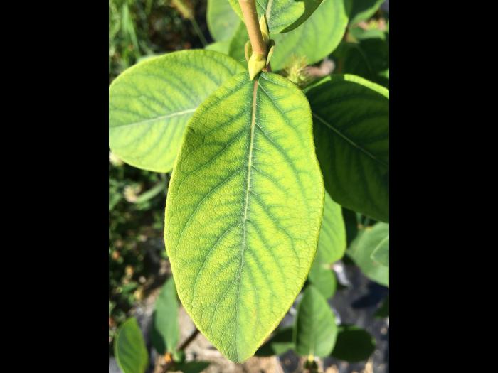 Camerise - Carence en manganèse