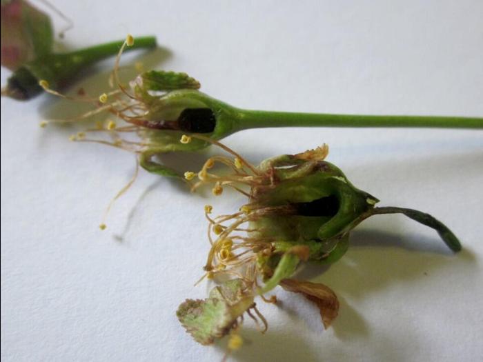 Cerise - Gel printanier