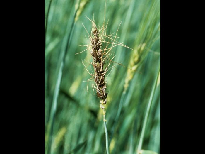 Blé - Charbon nu (Ustilago tritici)_1