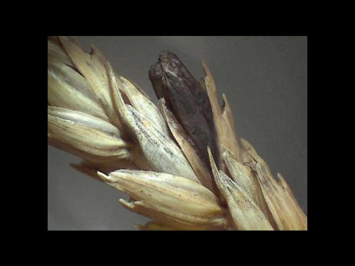 Blé - Ergot (Claviceps purpurea)_1