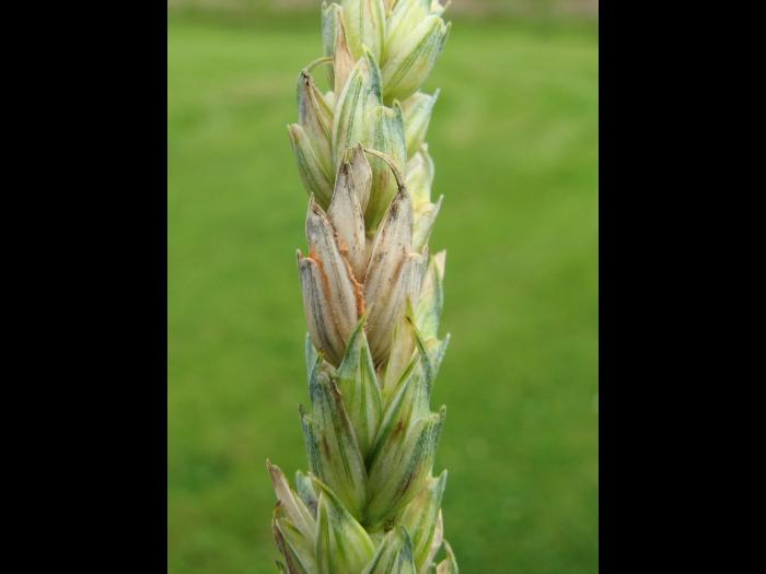 Blé - Fusariose de l'épi (Fusarium graminearum)_7