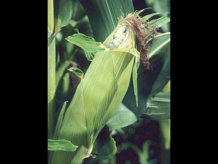 Maïs grain et fourrager - Charbon commun (Ustilago maydis)_3
