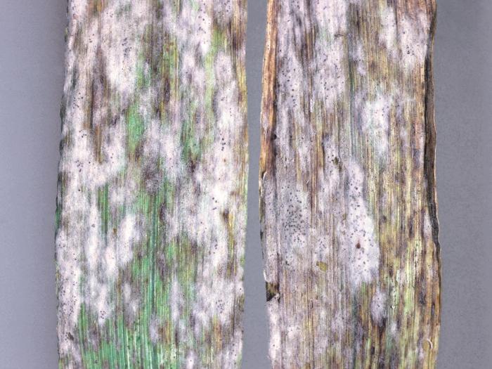 Orge - Blanc (Blumeria graminis)_1