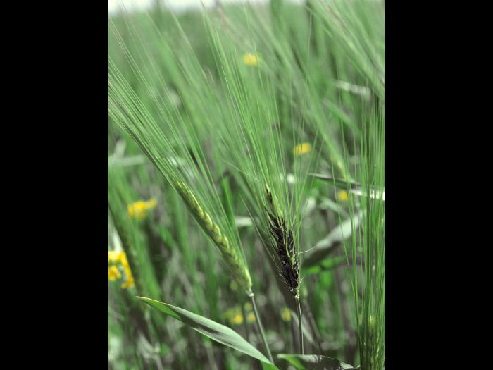 Orge - Charbon nu (Ustilago nuda)