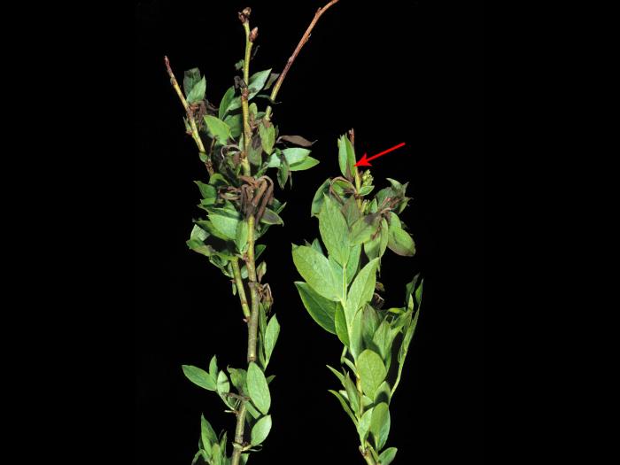 Bleuet en corymbe - Pourriture sclérotique (Monilinia vaccinii-corymbosi)