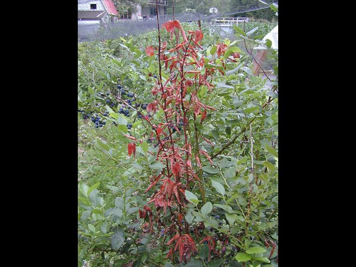 Bleuet en corymbe - Chancre à Fusicoccum (Godronia cassandrae)