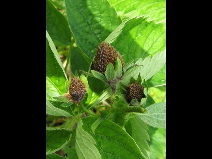 Fraise - Pourriture cuir (Phytophthora cactorum)