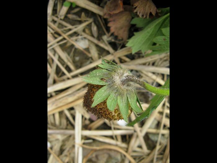 Fraise - Pourriture cuir (Phytophthora cactorum)