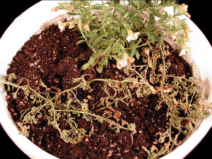 Calibrachoas - Pourriture noire des racines (Berkeleyomyces basicola)