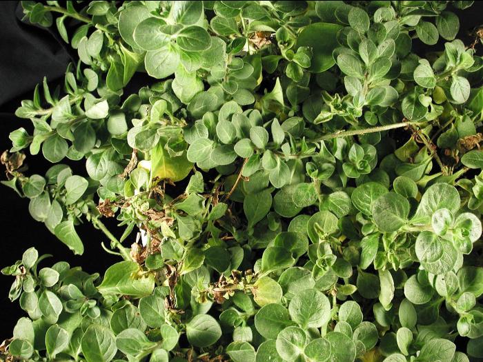 Pétunias - Verticilliose (Verticillium dahliae)