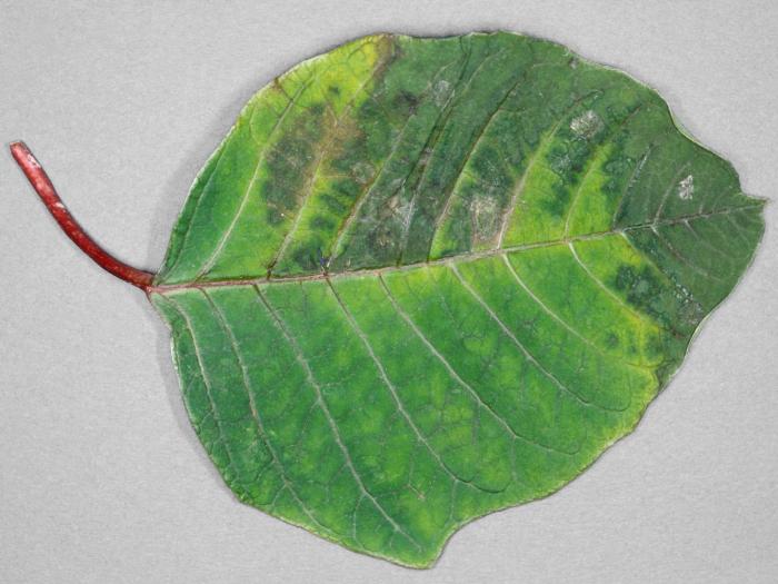 Poinsettia - Pourriture des racines (Pythium spp.)