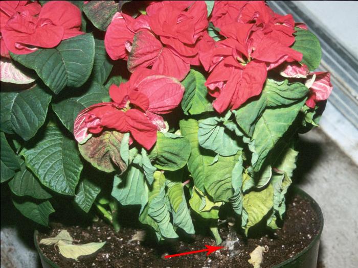 Poinsettia - Moisissure grise (Botrytis cinerea)