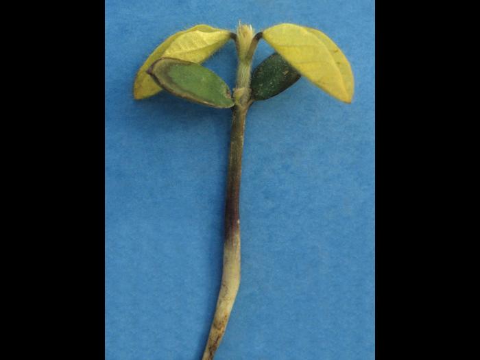 Soya - Fonte des semis (Rhizoctonia solani)