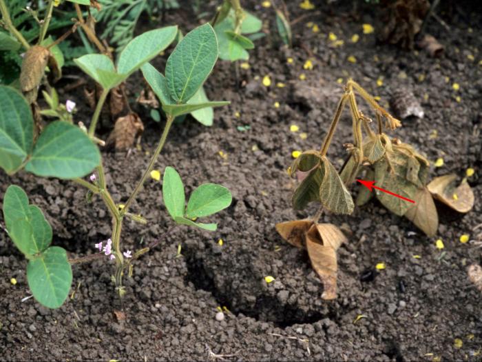 Soya - Pourriture des racines et de la tige (Phytophthora sojae)