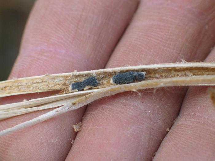 Soya - Pourriture sclérotique (Sclerotinia sclerotiorum)