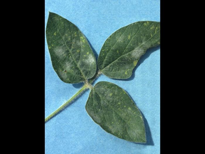 Soya - Blanc (Erysiphe diffusa)
