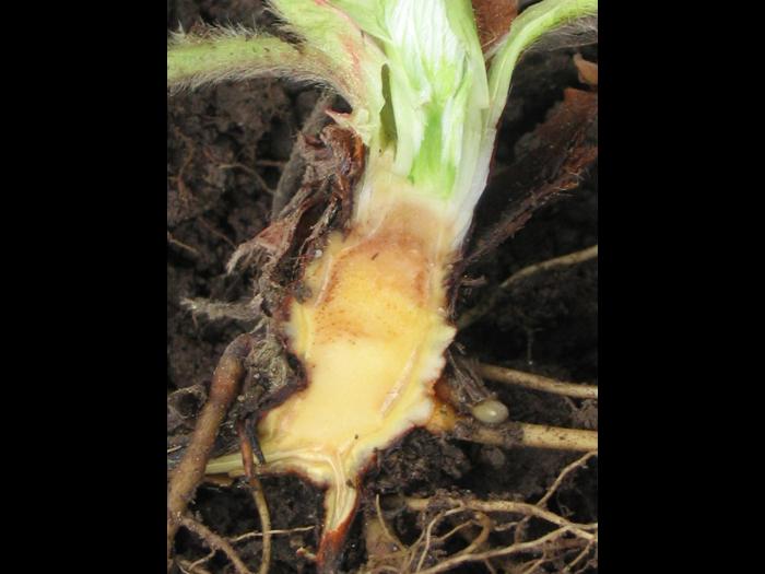 Fraise - Pourriture des racines et du collet (Phytophthora cactorum)