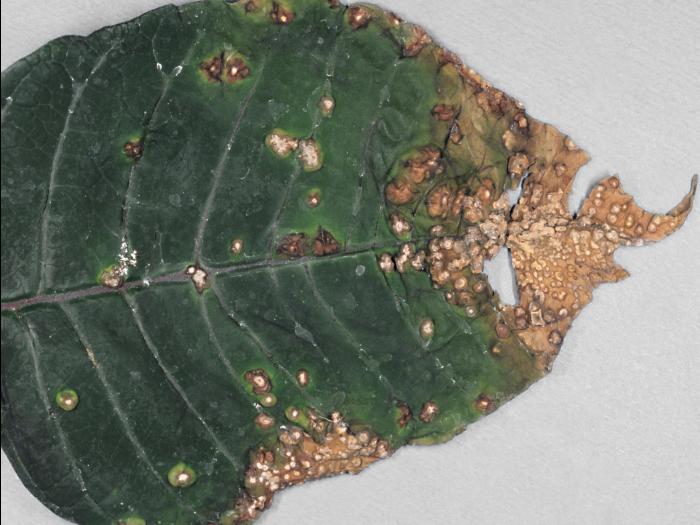 Poinsettia - Anthracnose (Elsinoe poinsettiae)_1