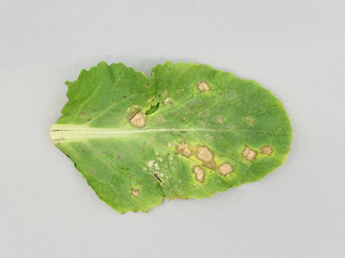  Chou chinois - Tache blanche (Neopseudocercosporella capsellae)_1