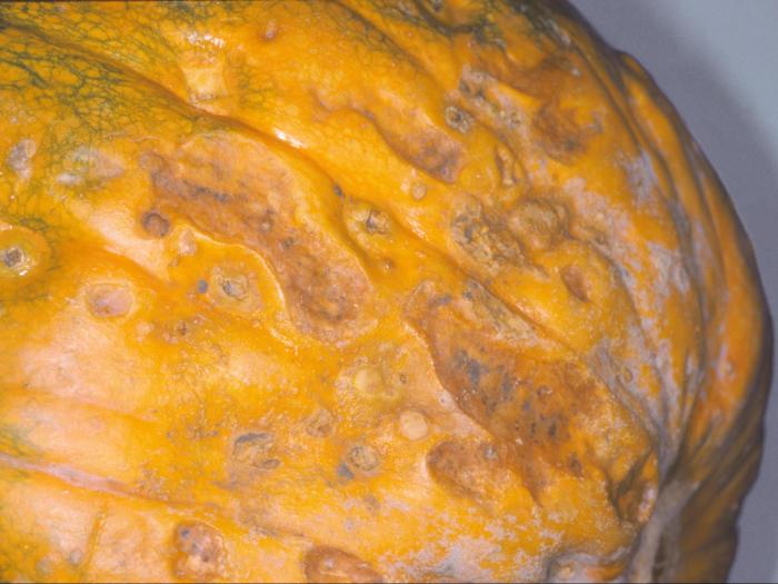 Citrouille - Pourriture fusarienne (Fusarium solani)